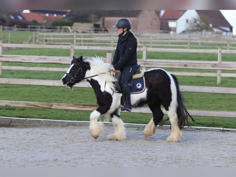 Cob Irlandese / Tinker / Gypsy Vanner Castrone 5 Anni 125 cm Pezzato in Pepingen