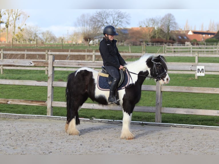 Cob Irlandese / Tinker / Gypsy Vanner Castrone 5 Anni 125 cm Pezzato in Pepingen