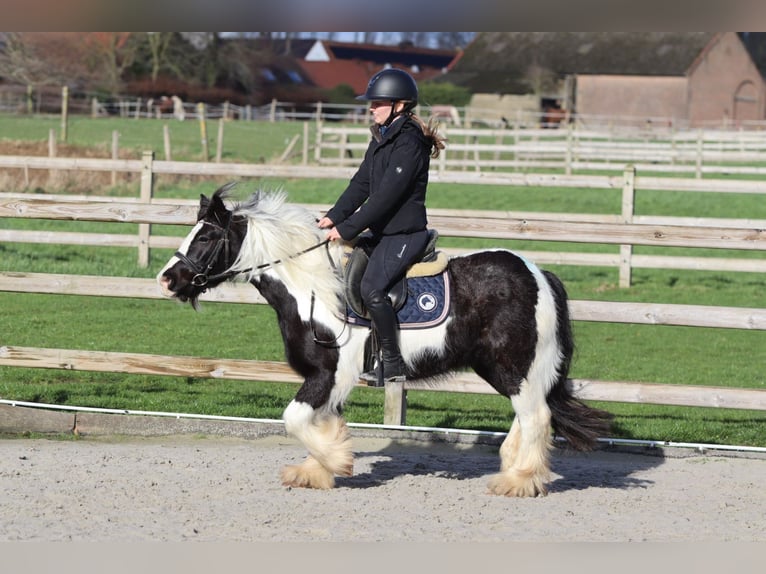 Cob Irlandese / Tinker / Gypsy Vanner Castrone 5 Anni 125 cm Pezzato in Pepingen