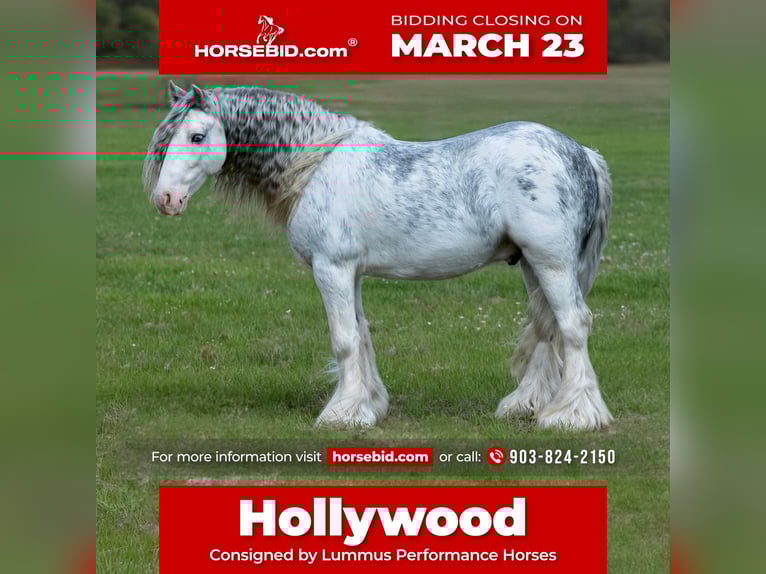 Cob Irlandese / Tinker / Gypsy Vanner Castrone 5 Anni 127 cm Sabino in Bloomburg