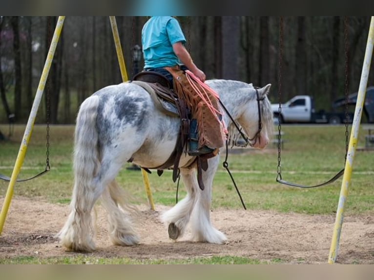 Cob Irlandese / Tinker / Gypsy Vanner Castrone 5 Anni 127 cm Sabino in Bloomburg