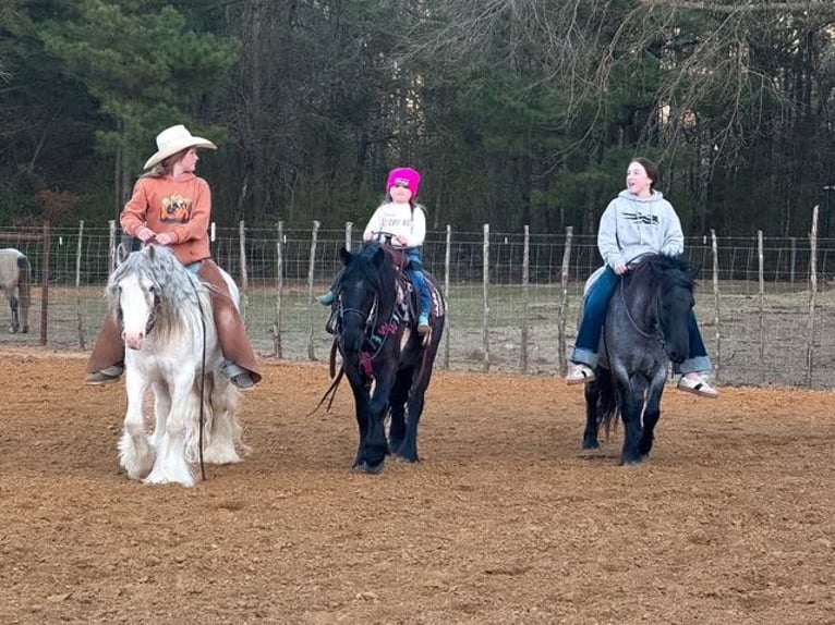 Cob Irlandese / Tinker / Gypsy Vanner Castrone 5 Anni 127 cm Sabino in Bloomburg