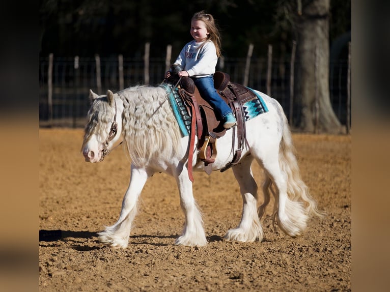 Cob Irlandese / Tinker / Gypsy Vanner Castrone 5 Anni 127 cm Sabino in Bloomburg