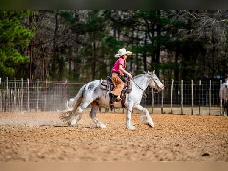 Cob Irlandese / Tinker / Gypsy Vanner Castrone 5 Anni 127 cm Sabino in Bloomburg