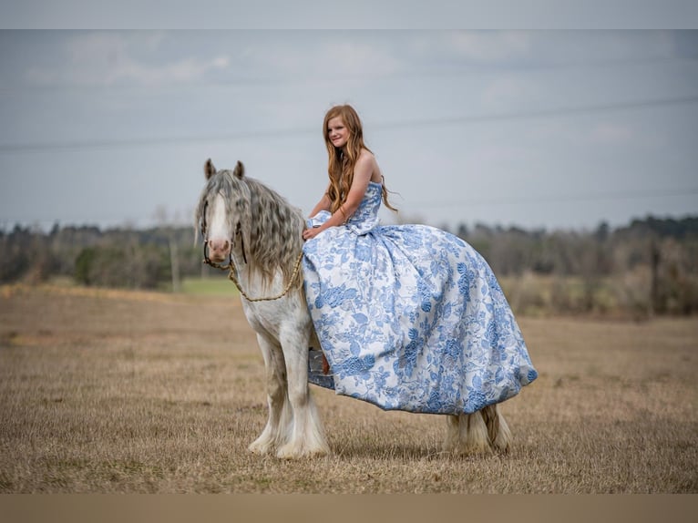 Cob Irlandese / Tinker / Gypsy Vanner Castrone 5 Anni 127 cm Sabino in Bloomburg