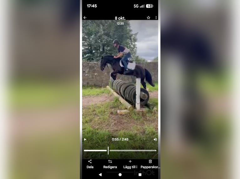 Cob Irlandese / Tinker / Gypsy Vanner Castrone 5 Anni 133 cm Morello in Ulricehamn