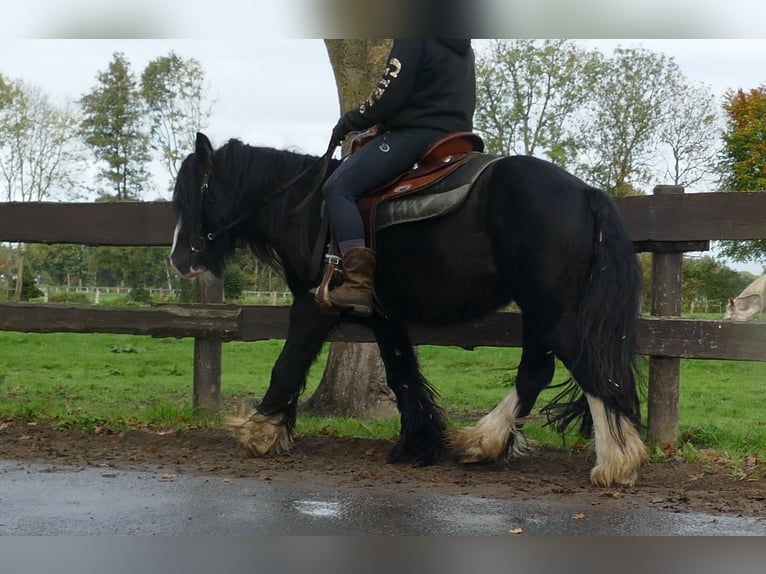 Cob Irlandese / Tinker / Gypsy Vanner Castrone 5 Anni 133 cm Morello in Lathen
