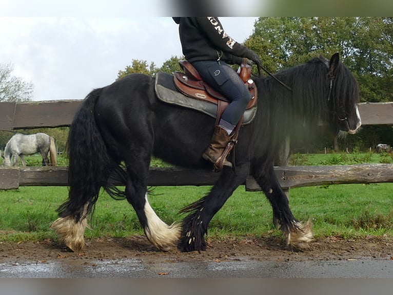 Cob Irlandese / Tinker / Gypsy Vanner Castrone 5 Anni 133 cm Morello in Lathen