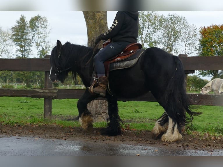 Cob Irlandese / Tinker / Gypsy Vanner Castrone 5 Anni 133 cm Morello in Lathen