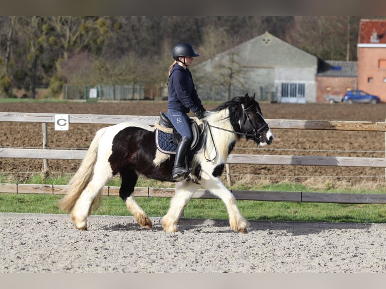 Cob Irlandese / Tinker / Gypsy Vanner Castrone 5 Anni 135 cm Pezzato in Pepingen