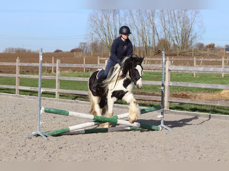 Cob Irlandese / Tinker / Gypsy Vanner Castrone 5 Anni 135 cm Pezzato in Pepingen