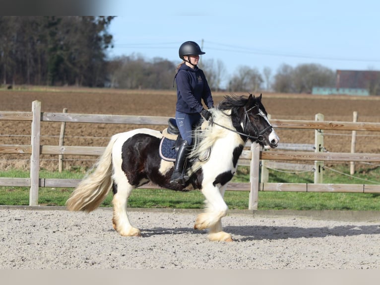 Cob Irlandese / Tinker / Gypsy Vanner Castrone 5 Anni 135 cm Pezzato in Pepingen