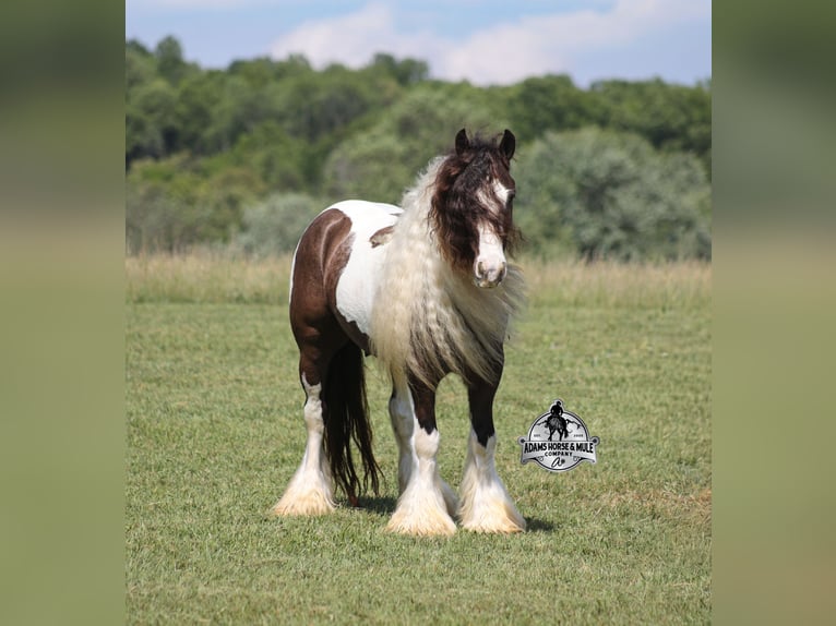Cob Irlandese / Tinker / Gypsy Vanner Castrone 5 Anni 142 cm Champagne in Mount Vernon