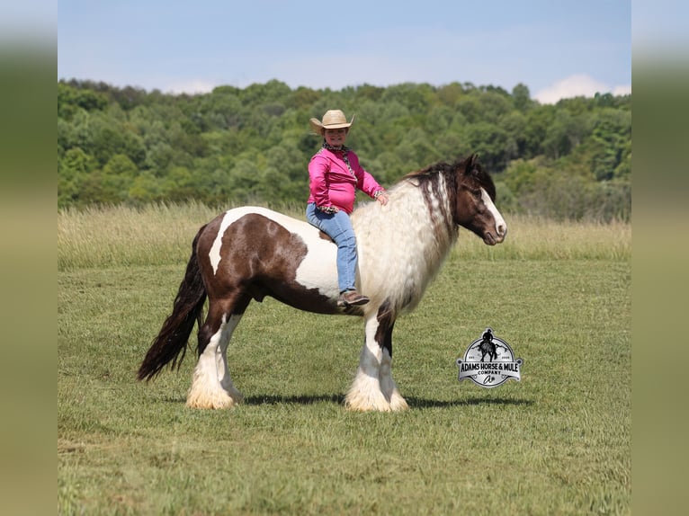 Cob Irlandese / Tinker / Gypsy Vanner Castrone 5 Anni 142 cm Champagne in Mount Vernon