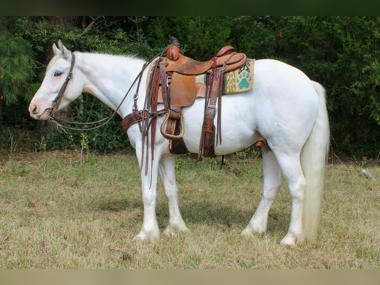 Cob Irlandese / Tinker / Gypsy Vanner Castrone 5 Anni 142 cm Grigio trotinato in Rusk, TX