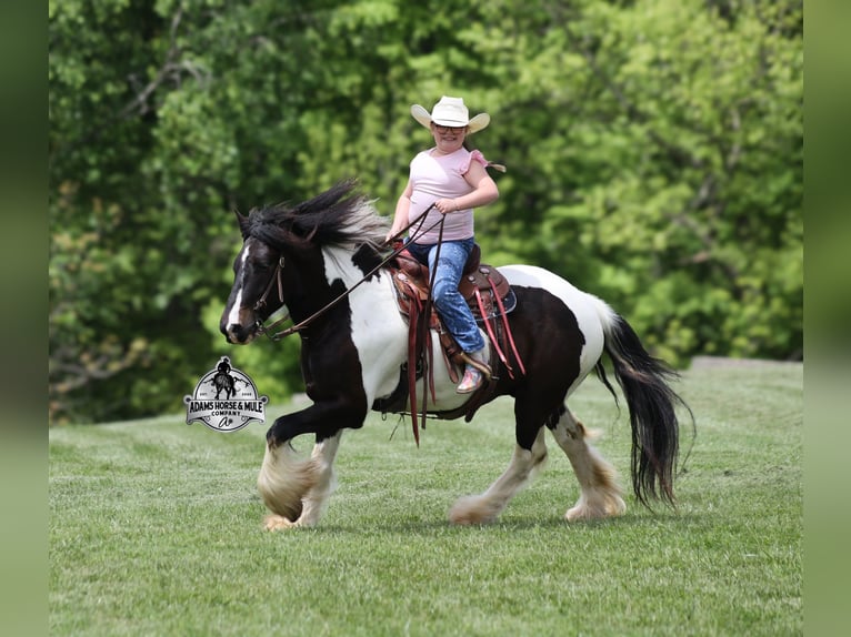 Cob Irlandese / Tinker / Gypsy Vanner Castrone 5 Anni 142 cm Morello in Mount Vernon, Ky