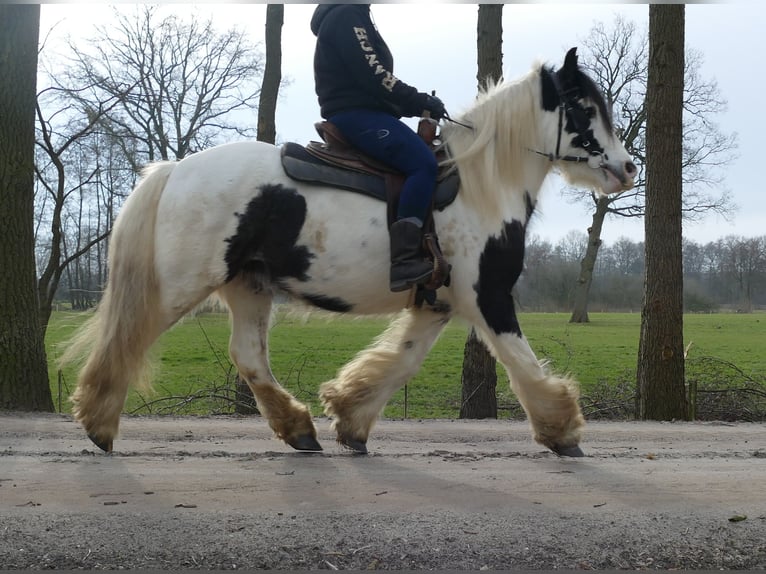 Cob Irlandese / Tinker / Gypsy Vanner Castrone 5 Anni 142 cm Pezzato in Lathen