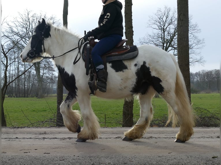 Cob Irlandese / Tinker / Gypsy Vanner Castrone 5 Anni 142 cm Pezzato in Lathen