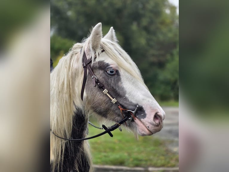 Cob Irlandese / Tinker / Gypsy Vanner Castrone 5 Anni 143 cm Pezzato in Linkenbach