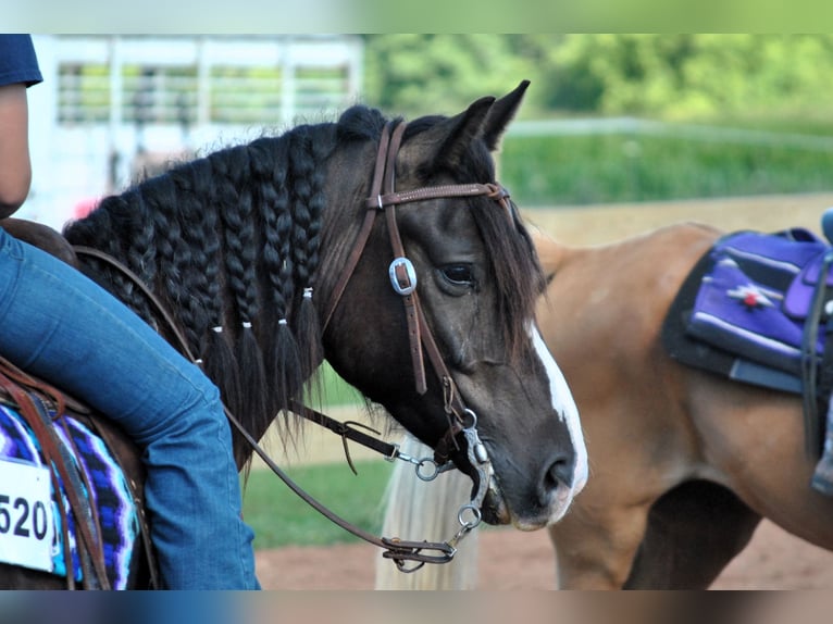 Cob Irlandese / Tinker / Gypsy Vanner Mix Castrone 5 Anni 145 cm Baio ciliegia in Pickett