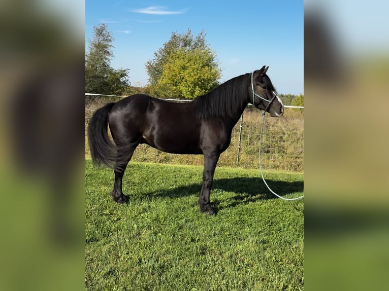 Cob Irlandese / Tinker / Gypsy Vanner Mix Castrone 5 Anni 145 cm Baio ciliegia in Pickett