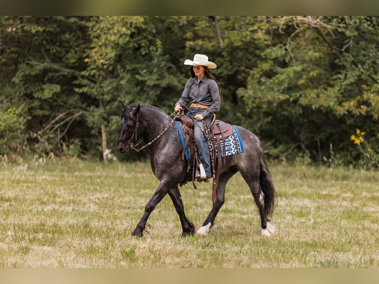 Cob Irlandese / Tinker / Gypsy Vanner Mix Castrone 5 Anni 145 cm Roano blu in Ames, IA