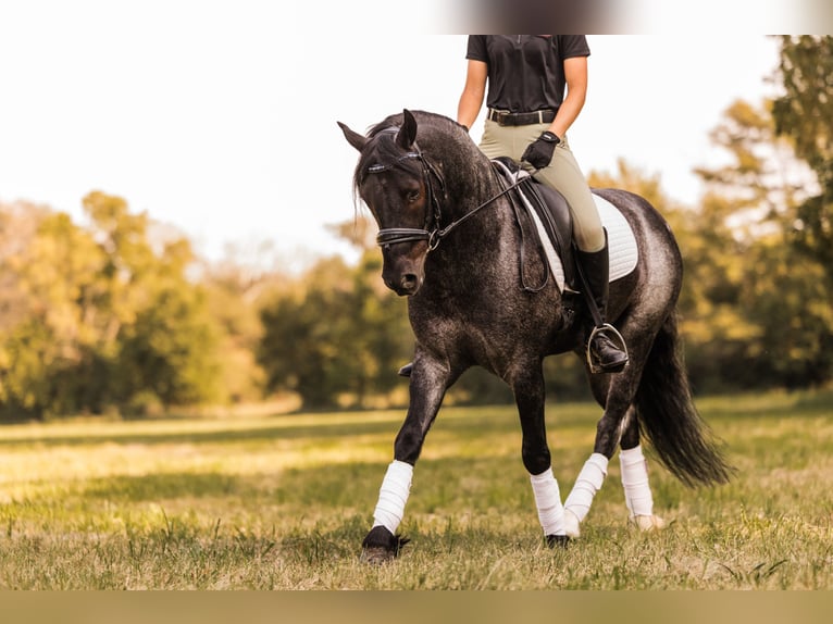 Cob Irlandese / Tinker / Gypsy Vanner Mix Castrone 5 Anni 145 cm Roano blu in Ames, IA