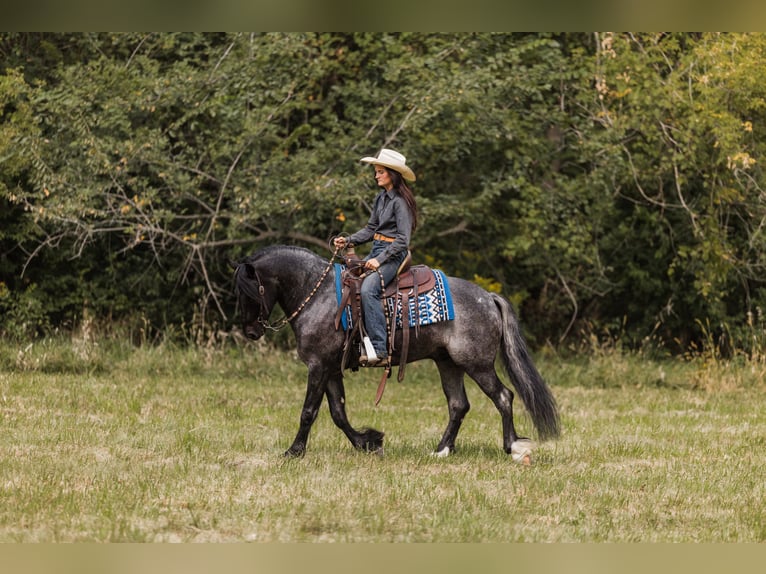 Cob Irlandese / Tinker / Gypsy Vanner Mix Castrone 5 Anni 145 cm Roano blu in Ames, IA