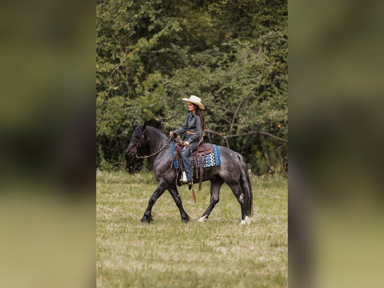 Cob Irlandese / Tinker / Gypsy Vanner Mix Castrone 5 Anni 145 cm Roano blu in Ames, IA