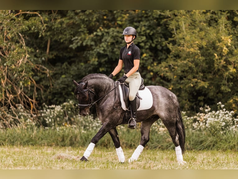 Cob Irlandese / Tinker / Gypsy Vanner Mix Castrone 5 Anni 145 cm Roano blu in Ames, IA