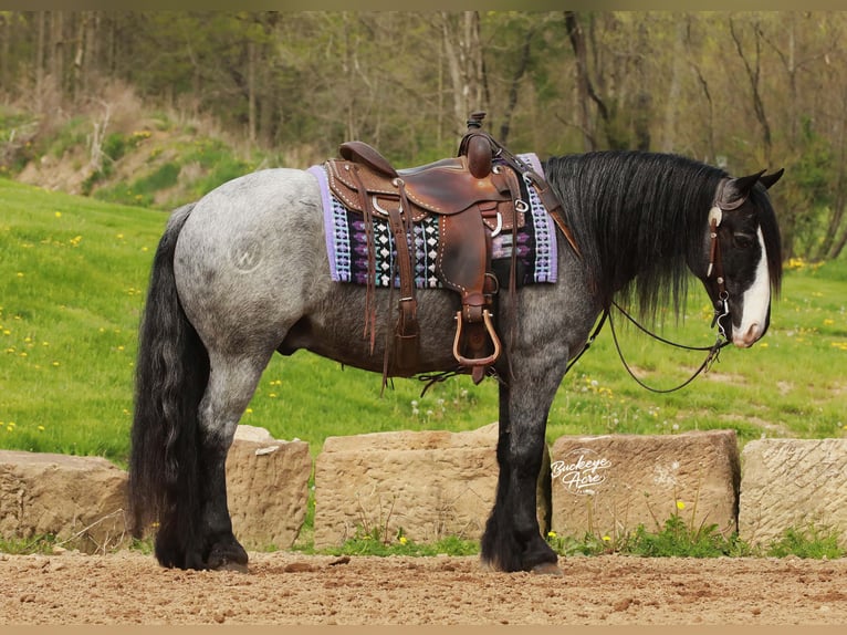 Cob Irlandese / Tinker / Gypsy Vanner Mix Castrone 5 Anni 145 cm Roano blu in Millersburg