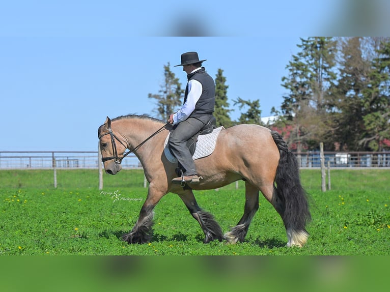 Cob Irlandese / Tinker / Gypsy Vanner Castrone 5 Anni 147 cm Pelle di daino in Hazleton, IA