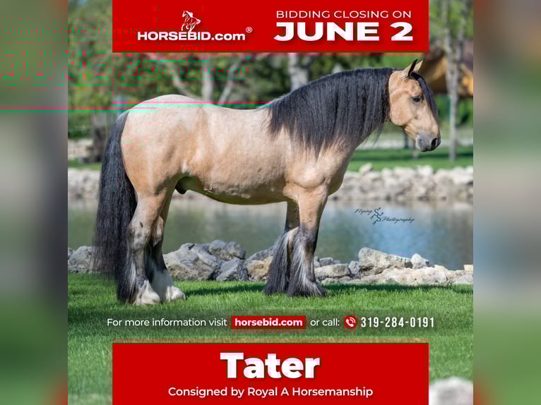 Cob Irlandese / Tinker / Gypsy Vanner Castrone 5 Anni 147 cm Pelle di daino in Hazleton, IA