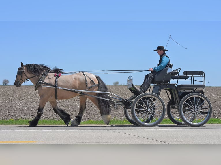 Cob Irlandese / Tinker / Gypsy Vanner Castrone 5 Anni 147 cm Pelle di daino in Hazleton, IA