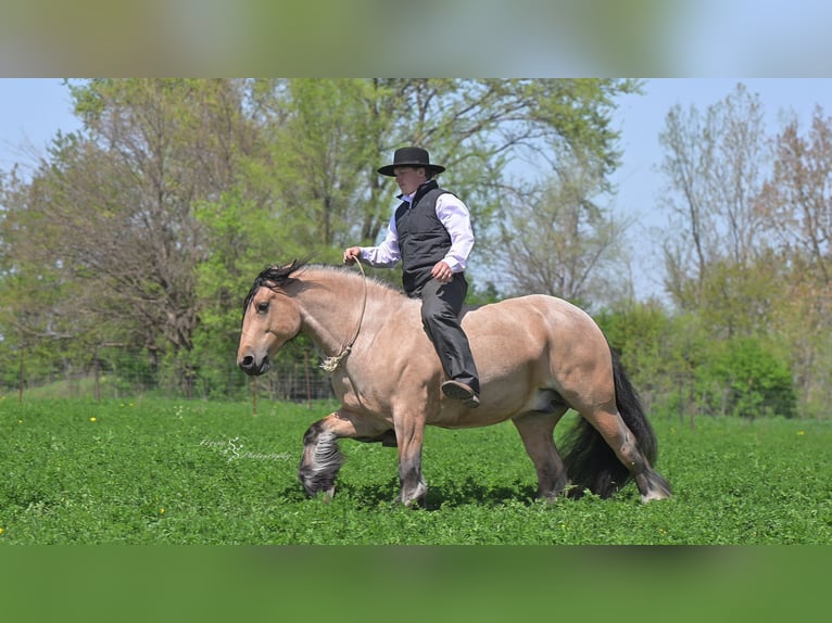 Cob Irlandese / Tinker / Gypsy Vanner Castrone 5 Anni 147 cm Pelle di daino in Hazleton, IA