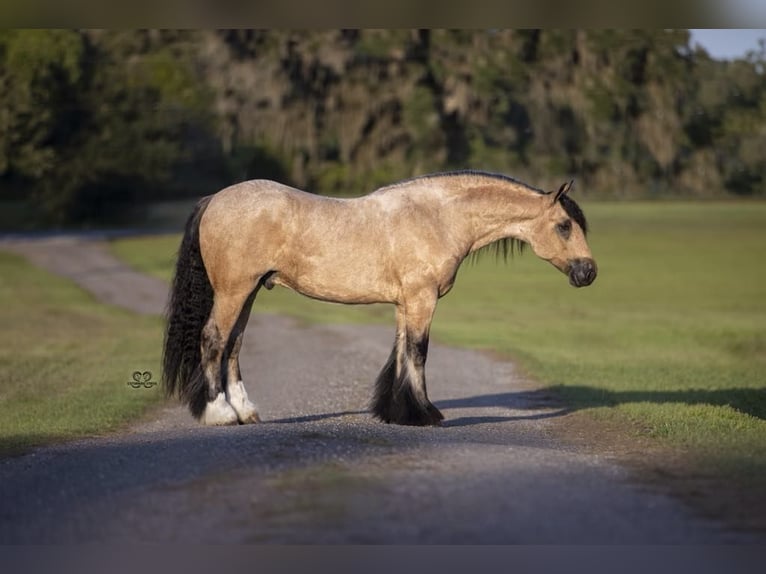 Cob Irlandese / Tinker / Gypsy Vanner Castrone 5 Anni 147 cm Pelle di daino in Hazleton, IA