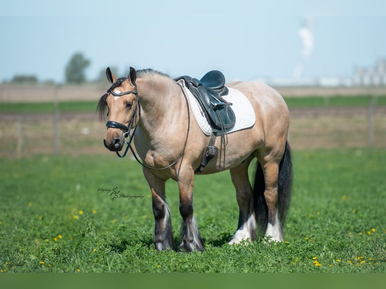 Cob Irlandese / Tinker / Gypsy Vanner Castrone 5 Anni 147 cm Pelle di daino in Hazleton, IA