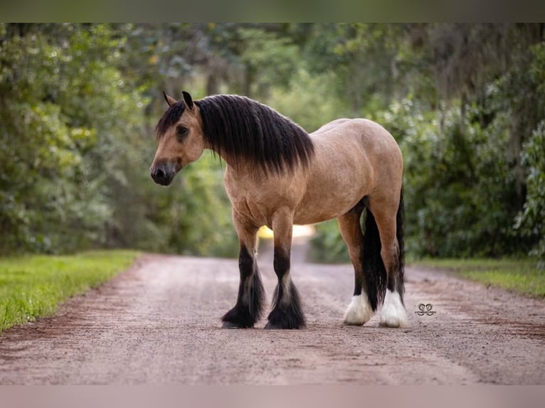 Cob Irlandese / Tinker / Gypsy Vanner Castrone 5 Anni 147 cm Pelle di daino in Hazleton, IA