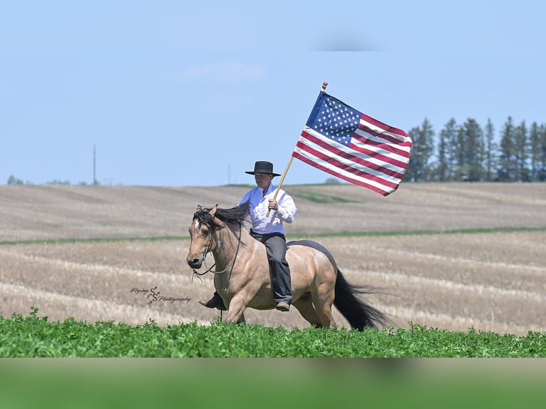 Cob Irlandese / Tinker / Gypsy Vanner Castrone 5 Anni 147 cm Pelle di daino in Hazleton, IA