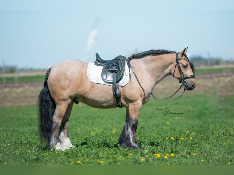 Cob Irlandese / Tinker / Gypsy Vanner Castrone 5 Anni 147 cm Pelle di daino in Hazleton, IA
