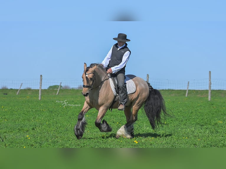 Cob Irlandese / Tinker / Gypsy Vanner Castrone 5 Anni 147 cm Pelle di daino in Hazleton, IA
