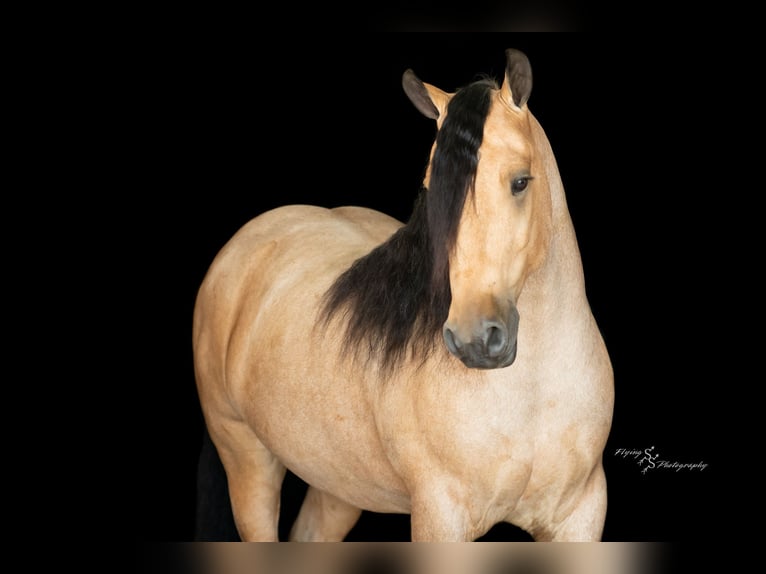 Cob Irlandese / Tinker / Gypsy Vanner Castrone 5 Anni 147 cm Pelle di daino in Hazleton, IA