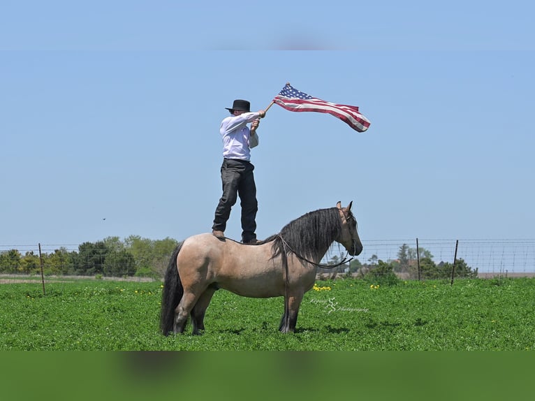 Cob Irlandese / Tinker / Gypsy Vanner Castrone 5 Anni 147 cm Pelle di daino in Hazleton, IA