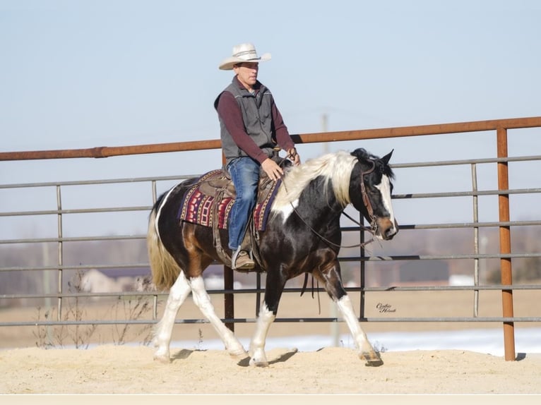 Cob Irlandese / Tinker / Gypsy Vanner Mix Castrone 5 Anni 147 cm Pezzato in Fairbank