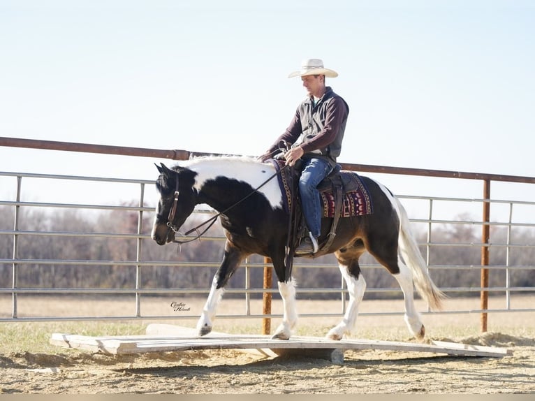 Cob Irlandese / Tinker / Gypsy Vanner Mix Castrone 5 Anni 147 cm Pezzato in Fairbank