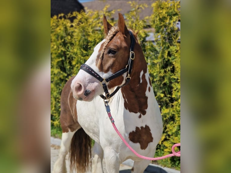 Cob Irlandese / Tinker / Gypsy Vanner Castrone 5 Anni 149 cm Pezzato in Nettetal