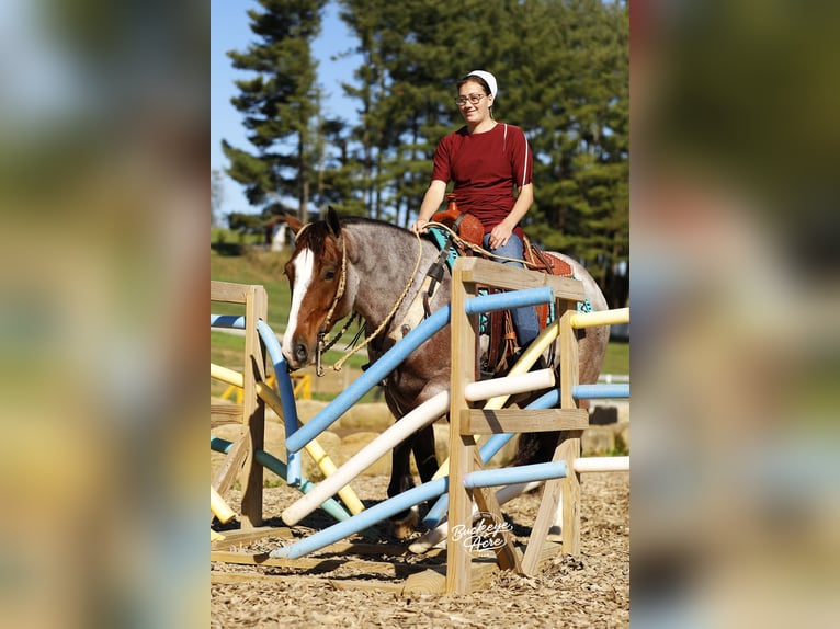 Cob Irlandese / Tinker / Gypsy Vanner Mix Castrone 5 Anni 150 cm Baio roano in Millersburg