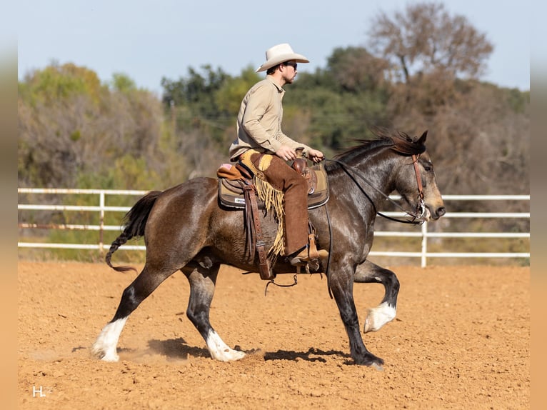 Cob Irlandese / Tinker / Gypsy Vanner Mix Castrone 5 Anni 150 cm Pelle di daino in Weatherford