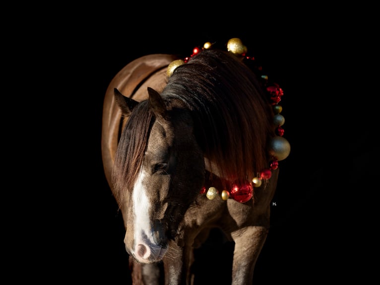 Cob Irlandese / Tinker / Gypsy Vanner Mix Castrone 5 Anni 150 cm Pelle di daino in Weatherford