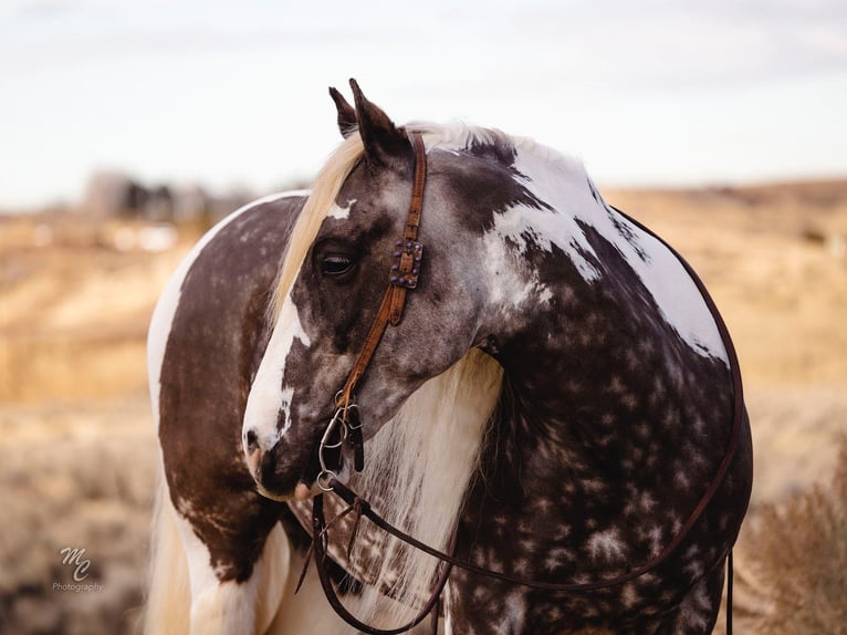 Cob Irlandese / Tinker / Gypsy Vanner Castrone 5 Anni 150 cm Tobiano-tutti i colori in Caldwell, ID